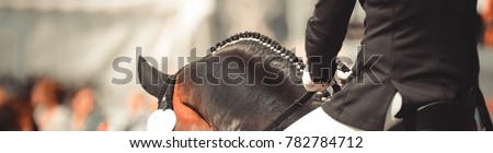 Horse dalbies photographed from behind in the dressage over the neck, with plaited braids
