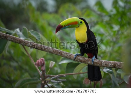 Keel-billed Toucan, Panama 
