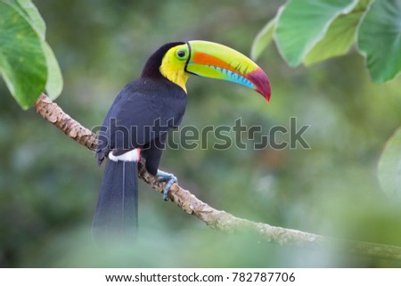 Keel-billed Toucan, Panama 
