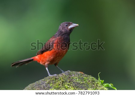 Crimson-backed Tanager, Panama