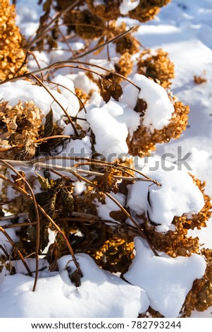 Snow covered dried plants on the ground on a bright winter day