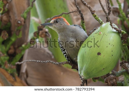 Red-crowned Woodpecker, Panama 