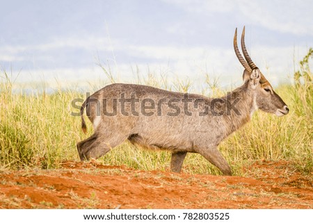Waterbuck antelope on savanna in Tsavo National Park, Kenya