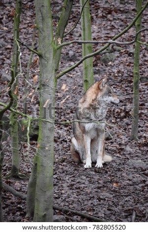 Closeup of a wild wolf in a forest in Germany