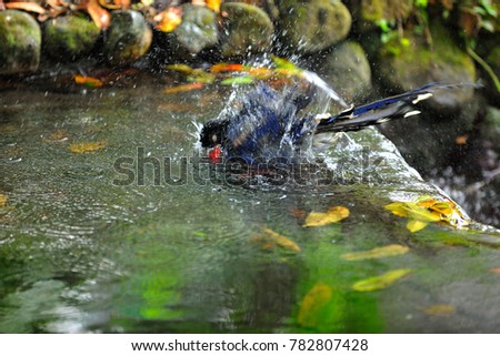 Blue magpie, blue bird free splashing in the pool happy splashing picture.