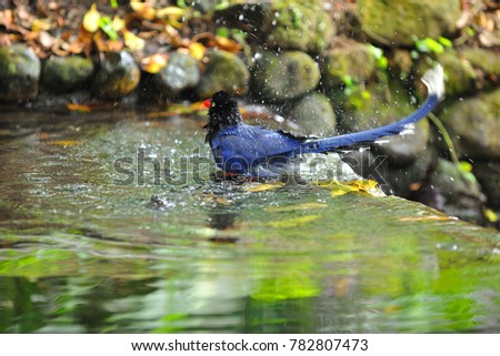 Blue magpie, blue bird free splashing in the pool happy splashing picture.