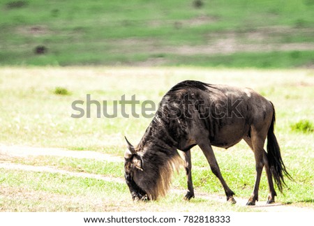 Picture of a beautiful and Majestic wildebeest in Maasai Mara in Kenya