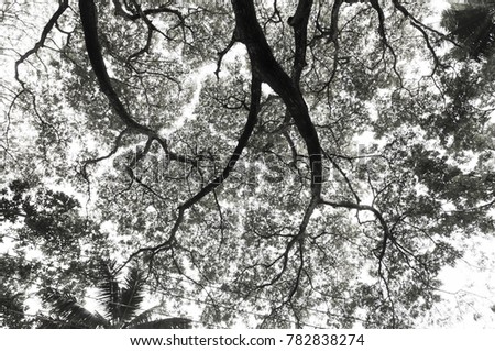 Abstract tree photo with monochrome black and white trees