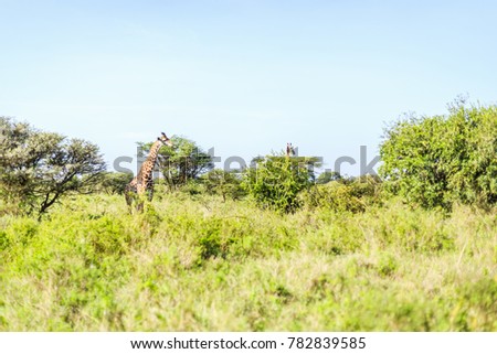 Family of giraffes in Nairobi National Park, Kenya, East Africa