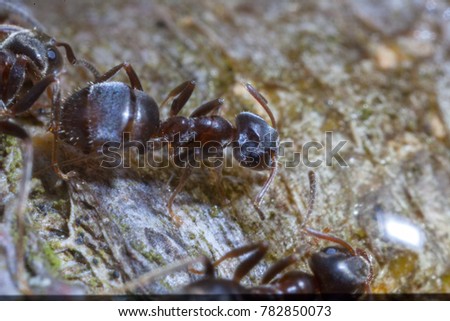 Macro photo of black ants on wood