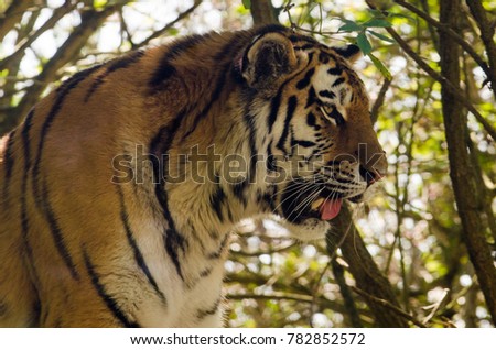 An Amur tiger prowling in the undergrowth