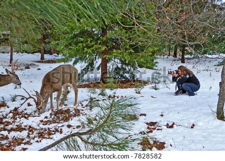 A woman photographer shooting wildlife pictures of the buck deer in the snowy forest at Yosemite National Park in winter