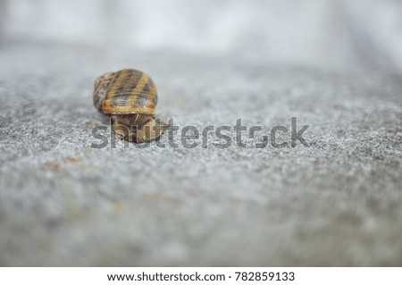 
Snail on a city wall