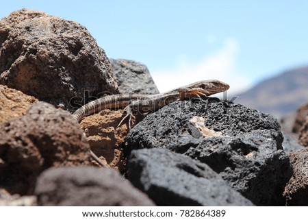 Lizard on desert stones