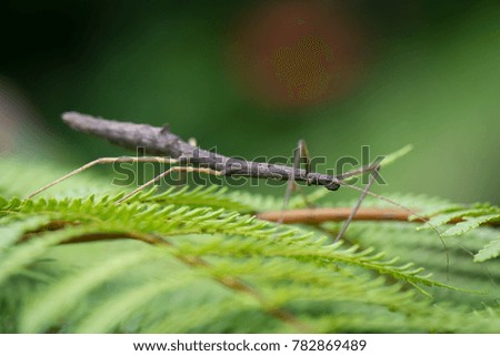 stick insect, Panama