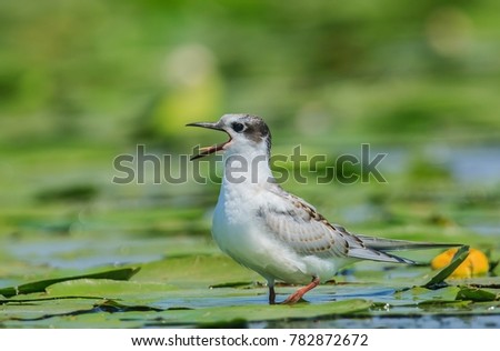 shooting birds in the Danube Delta - Whiskered tern
