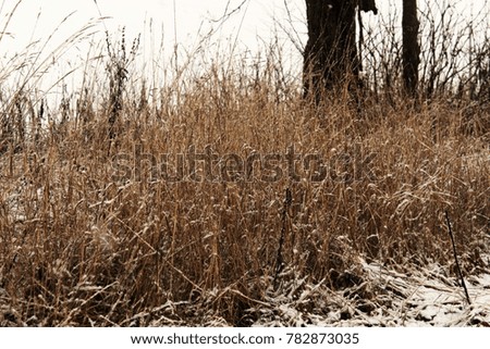 Abstract background with dry winter grass and some snow