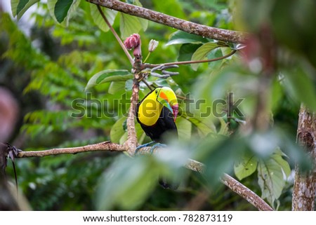 
Keel-billed Toucan, Panama 
