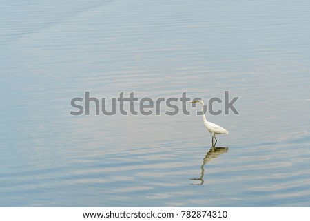 One Egret standing water reflection with water of background