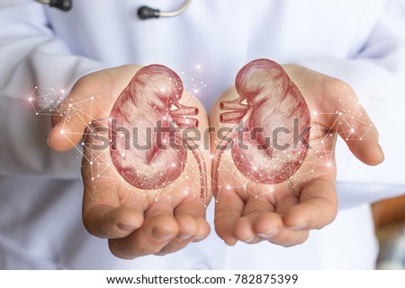 Sketch of the human kidney in the doctor's hands.