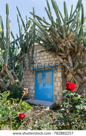 old door in the background of cacti 