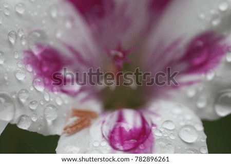 Close up  photo of Crane's bill flower with rain drops. 