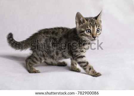 A cute little nine weeks old leopard printed bengal kitten walking on a white background.