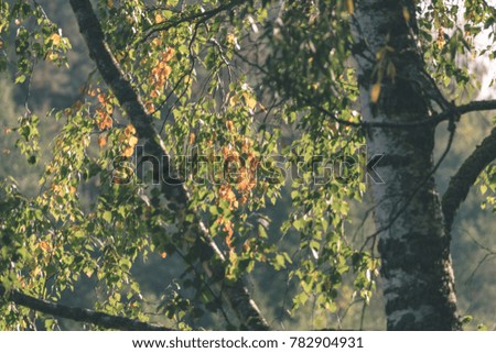 birch tree leaves and branches against dark background in warm day. countryside - vintage film look