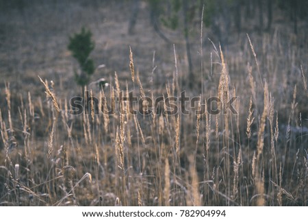 autumn grass bents against dark background in warm day. countryside - vintage film look