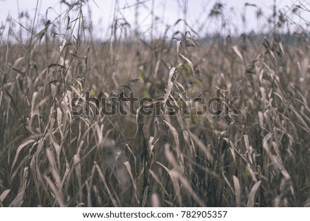 autumn grass bents against dark background in warm day. countryside - vintage film look
