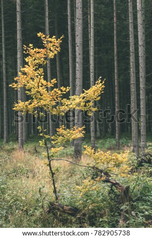mapple tree leaves in autumn against dark background in warm day. countryside - vintage film look