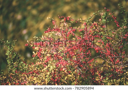 rowan tree berries against dark background in warm day. countryside - vintage film look
