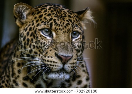 Portrait wild leopard on the dark background. Big spotted cat . Close up.