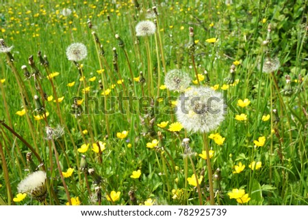 Taraxacum officinale  lapponicum Large field of dandelions. Screen summer lawn with flowers