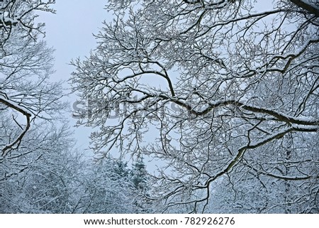 Snow white branches with pale blue sky behind