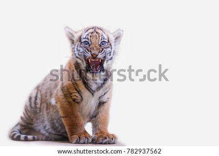 Tiger cub roar on white isolated background