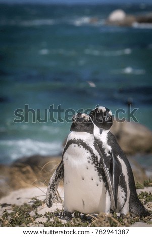 Penguins isolated on colorful and tropical background, Wildlife