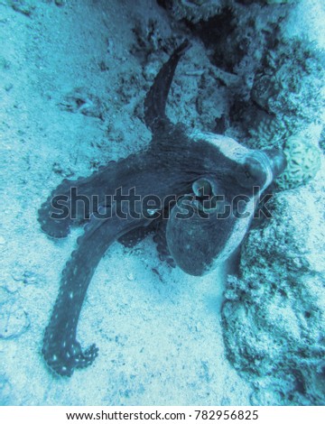Octopus diving in the Red Sea Eilat Camouflage, color changer when cloaking
