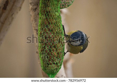 blue tit eating at a bird feeder