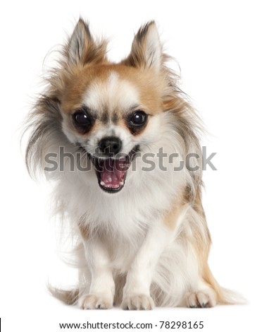 Chihuahua, 18 months old, yawning in front of white background