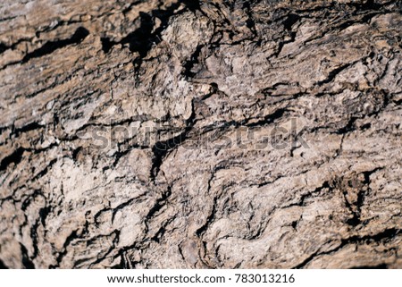 Wood background of bark of old birch tree 