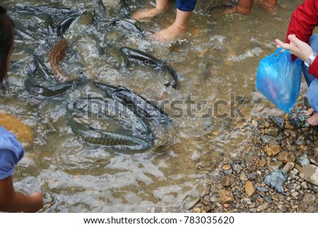 Visitor feeding fishes at Kg.Luanti tagal river,Sabah,Malaysia. Tagal means 'no fishing' in local dusun dialect.