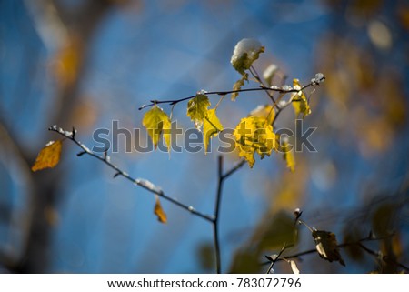 Winter pictures - birch branches with yellow leaves with snow and ice, sunlit and with boken