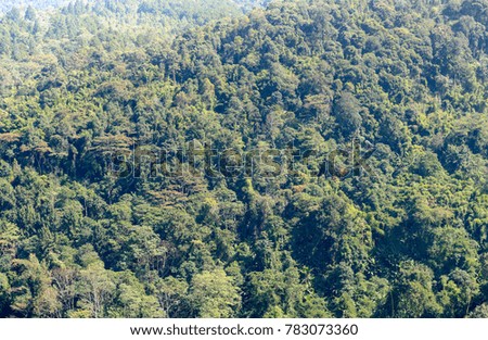 beautiful forest from viewpoint in Phu Hin Rong Kla National Park with blue sky, Phitsanulok Province, Thailand