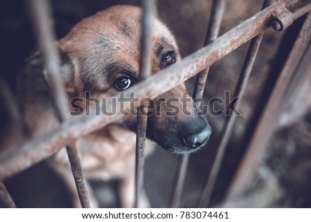 A big sad shepherd in an old aviary. Toned, style photo Royalty-Free Stock Photo #783074461