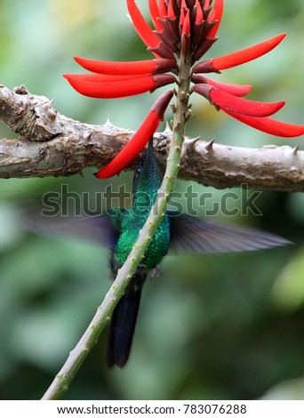 red flower and green bird