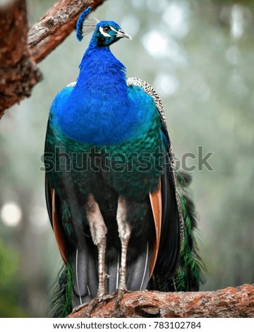 Brace & Beautiful Peacock at Auburn Botanical Garden, New South Wales