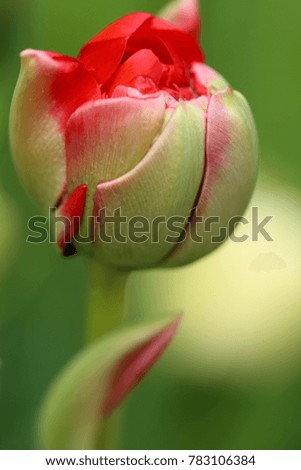 Flower tulip close-up. bud of a red terry tulip on a green blurred background. Spring flowers. Floral  background