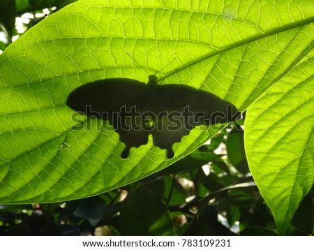 Shadow of a butterfly on a leaf