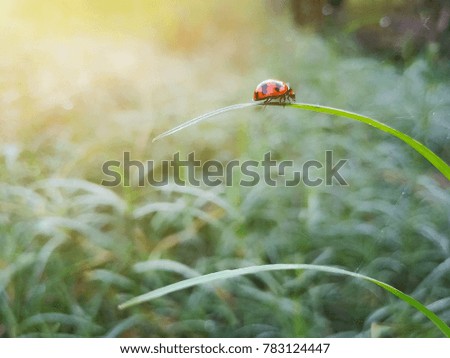 soft focus picture of the insect on the leaf and the sunshine in the morning and leaves blurred as the background. Looks cute and warm.
